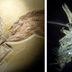 Illustration for article titled Jurassic Blood Fest Frozen Forever In Stone Shrivels Me Testis